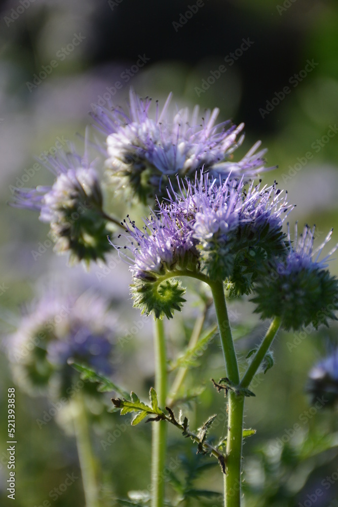 Beautiful purple phacelia flowers in the sun Beautiful purple phacelia flowers in the sun