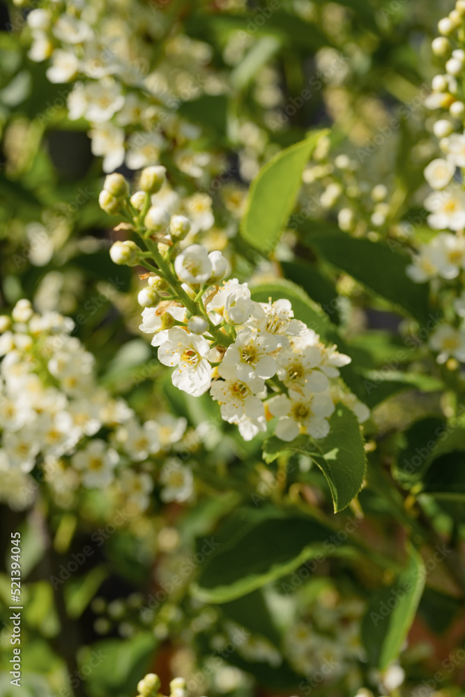 Blooming white flowers on a tree on a sunny day