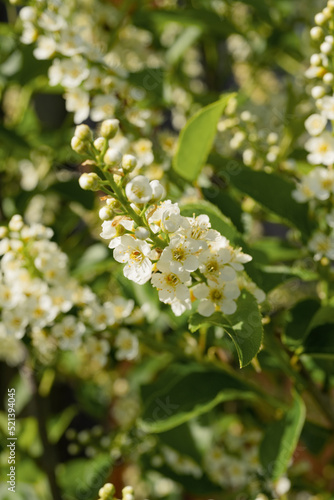 Blooming white flowers on a tree on a sunny day