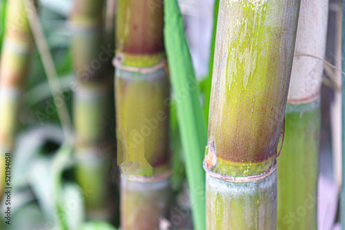 sugarcane farm on field for harvest