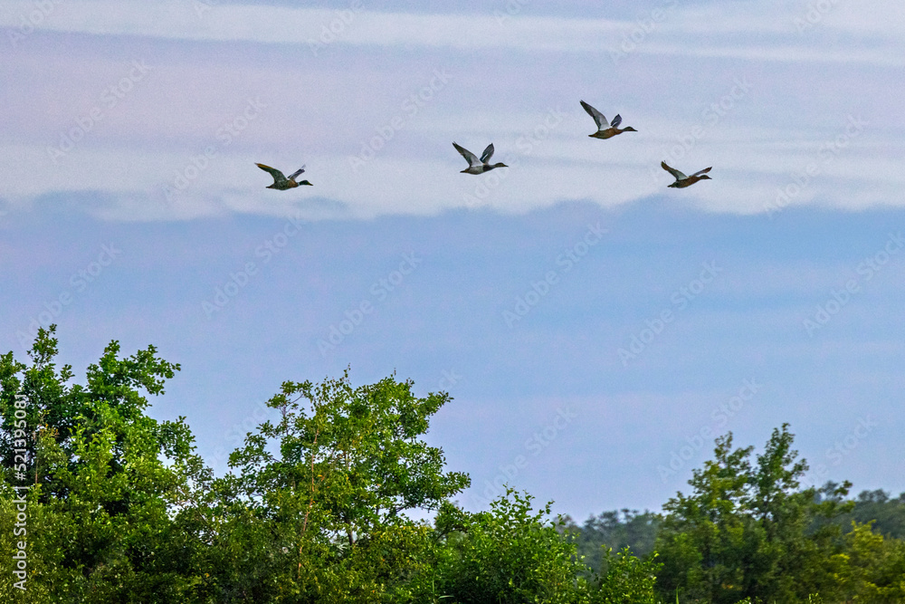 Obraz premium four duck flying over trees with blue sky