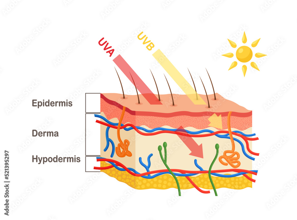 Sun rays penetrate into epidermis and dermis of skin. Human skin