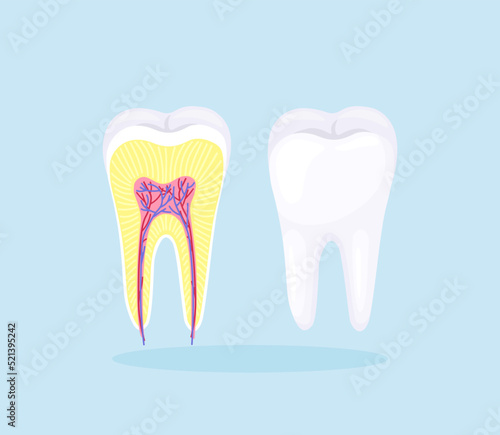 Human tooth structure. Cross section scheme representing tooth enamel, dentine, pulp with blood vessels and nerves, cementum and structures around it. Dental anatomy