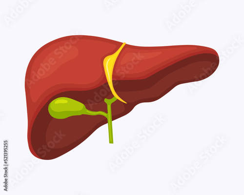 Human liver anatomy structure. Hepatic organ, digestive system, gallbladder. Healthcare, medical science