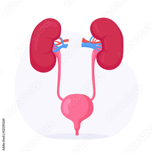 Kidneys and Bladder. Human Internal Organ. Urogenital System. Urinary Tract Infection. Nephrology, Urology. Kidney Endoscopy, Partial Nephrectomy