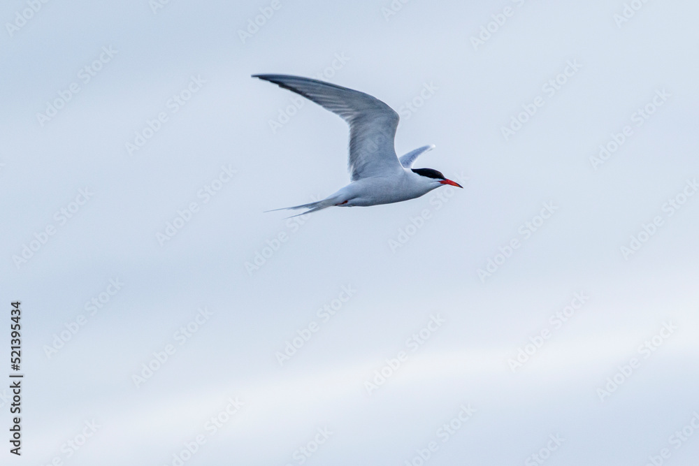Obraz premium Eurasian oystercatcher in flight 