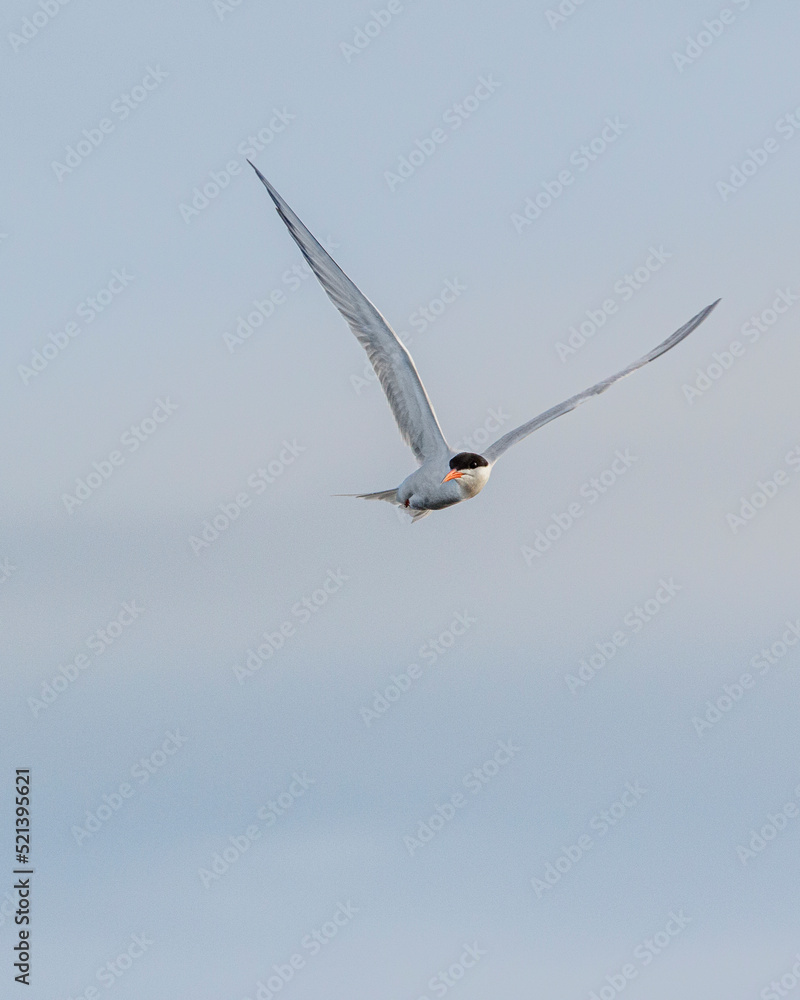 Eurasian oystercatcher in flight Eurasian oystercatcher in flight