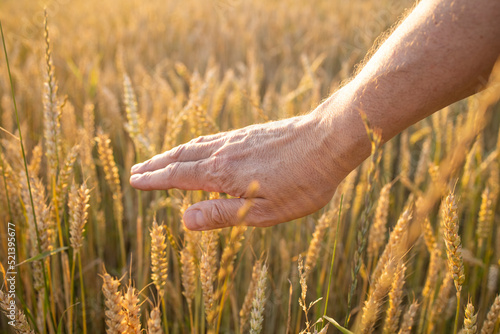 Wheat  rye in the hands of a farmer. Cultivation of crops. Yellow golden rural summer landscape. Sprouts of wheat  rye in the hands of a farmer. The farmer walks across the field  checks the crop.