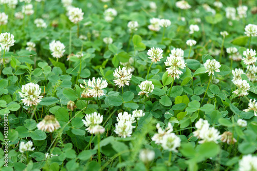 Trifolium pratense, white clover, is herbaceous species of flowering plant in beat family Fabaceae, Selective focus.