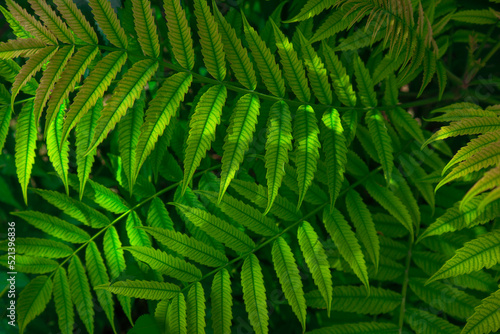 beautiful fern leaves. a fern bush. a green plant. exotic plants