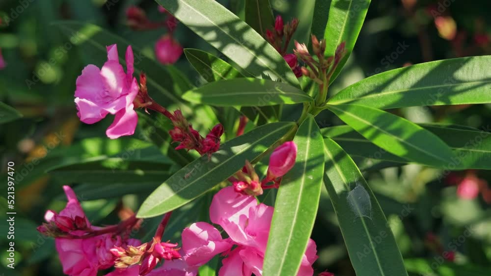 Pink flowers in rhododendrons Pink flowers in rhododendrons