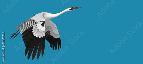 3d illustration of Whooping Crane on blue background  photo