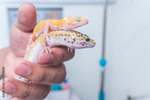 A tangelo leopard gecko rests on top her larger common leopard gecko cousin perched on a man's index finger. Friendly pet reptiles at a vet clinic. photo