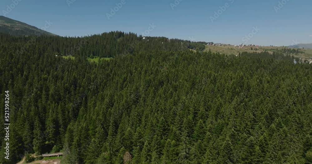 flying over spruce forest in summer time flying over spruce forest in summer time