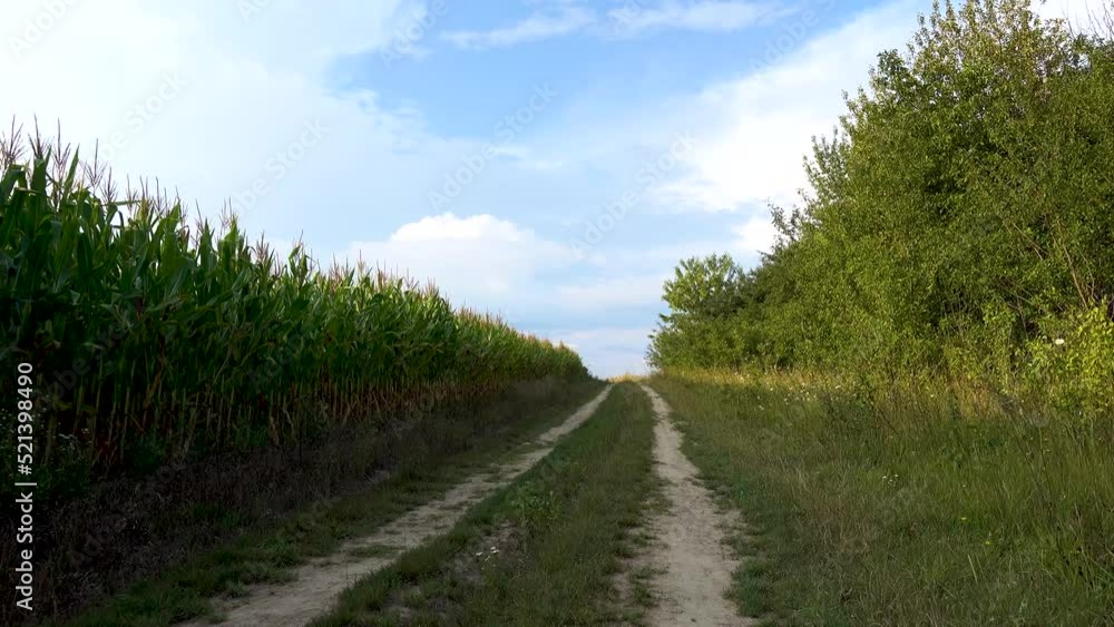 View of a rustic, rural road. Driving on a country road. The camera moves along an overgrown old road. The concept of travel, abandonment, eternity. View of a rustic, rural road. Driving on a country road. The camera moves along an overgrown old road. The concept of travel, abandonment, eternity.