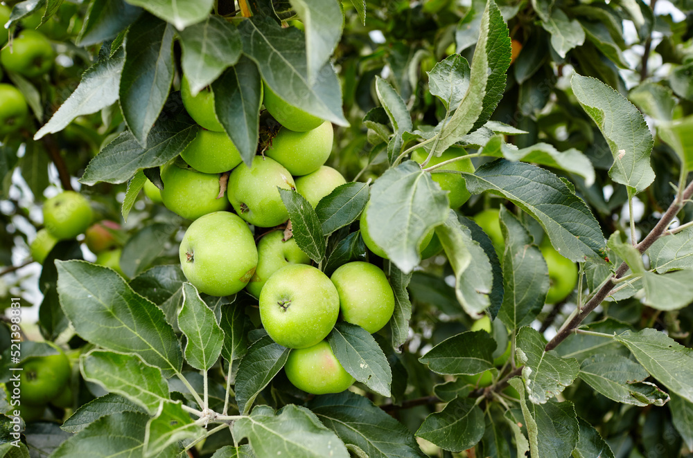 Ripe apples on a tree in a garden. Organic apples hanging from a tree branch in an apple orchard