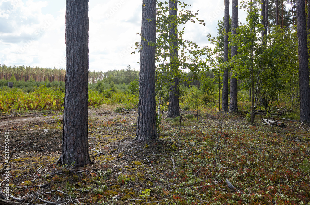 Pine tree forest. Beautiful summer forest on a summers day Pine tree forest. Beautiful summer forest on a summers day