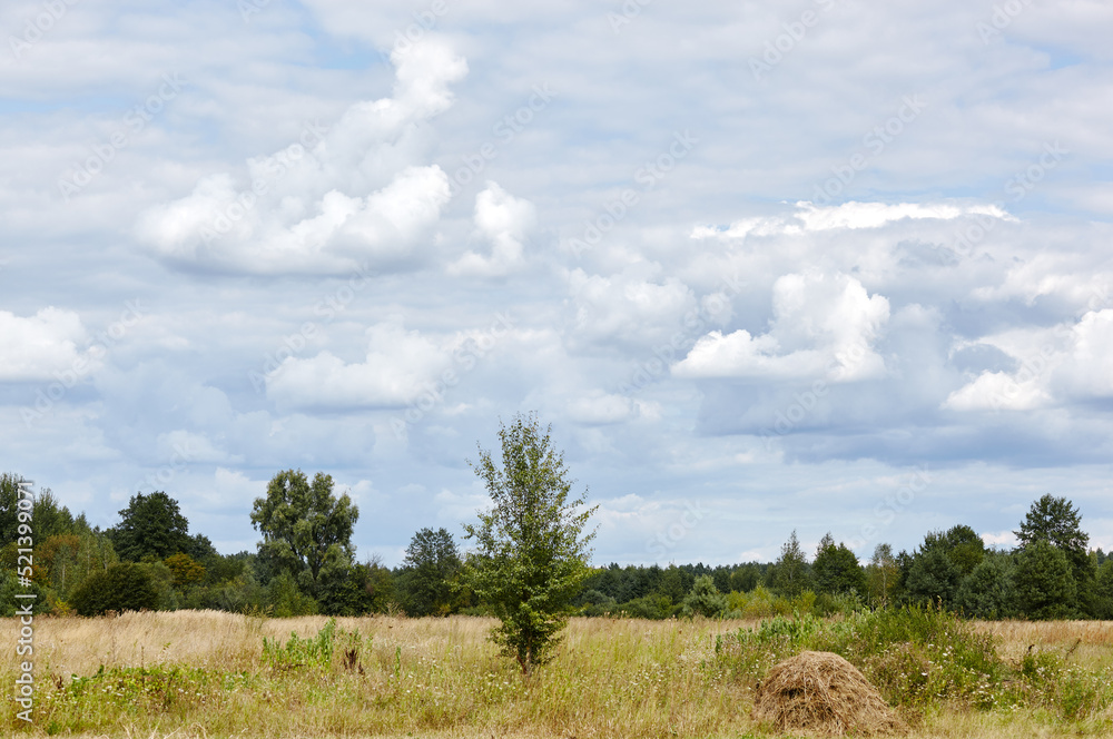 Beautiful summer rural landscape. Meadow with trees and grass against the clouds sky Beautiful summer rural landscape. Meadow with trees and grass against the clouds sky