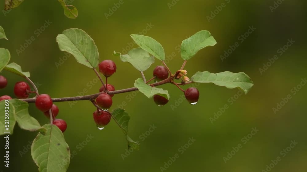 Beautiful branch with red berries with raindrops. Beautiful branch with red berries with raindrops.