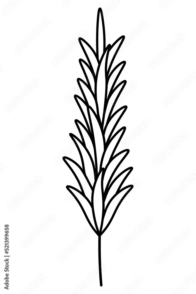 Rosemary. Sketch. A sprig of aromatic spice. Vector illustration. Outline on isolated background. Doodle style. Stem with leaves. Idea for web design, menu. Rosemary. Sketch. A sprig of aromatic spice. Vector illustration. Outline on isolated background. Doodle style. Stem with leaves. Idea for web design, menu.