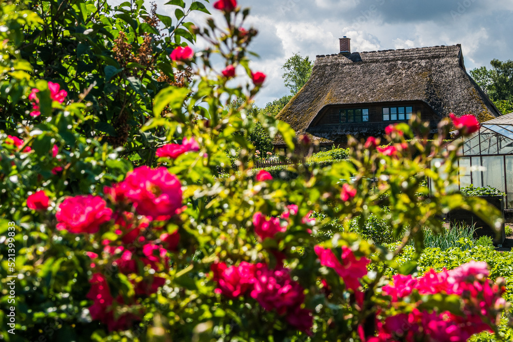 Naklejka premium Blumenpracht im Fischerdorf Hoben bei Wismar