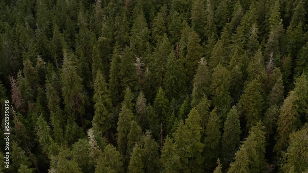 Drone shot of an old-growth forest in British Columbia reveling Big Lonely Doug, Canada's second-largest douglas fir tree. Drone shot of an old-growth forest in British Columbia reveling Big Lonely Doug, Canada's second-largest douglas fir tree.