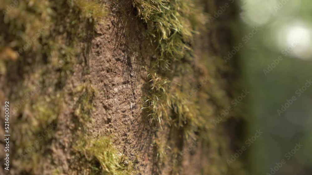 Green Moss Growing On Tree Trunk In The Daintree Rainforest, QLD, Australia. - tilt down Green Moss Growing On Tree Trunk In The Daintree Rainforest, QLD, Australia. - tilt down