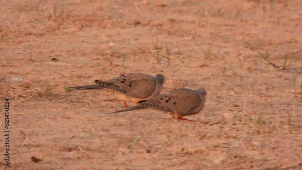Pair Of Mourning Doves Feeding Walking Along Ground At Algonquin Park In Ontario, Canada