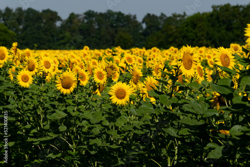 Sunflower flower on a sunflower field. Sunflower closeup. Sunflower field background