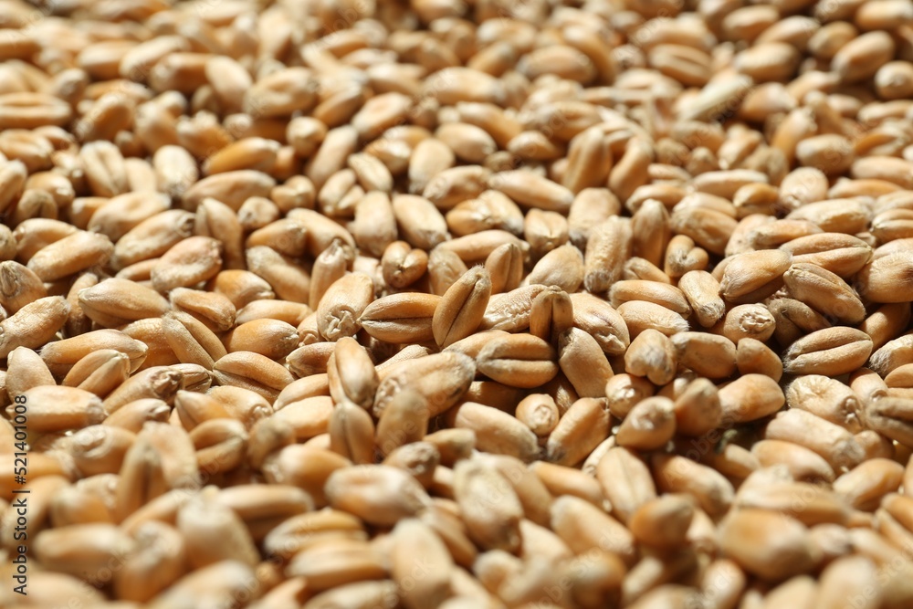 Many wheat grains as background, closeup view Many wheat grains as background, closeup view