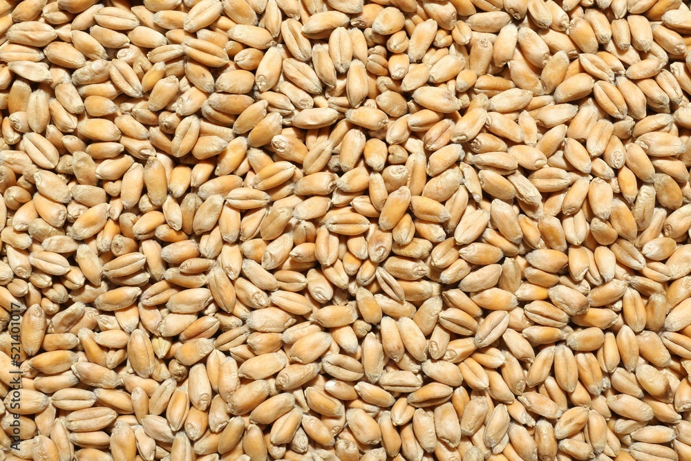 Closeup of wheat grains as background, top view Closeup of wheat grains as background, top view