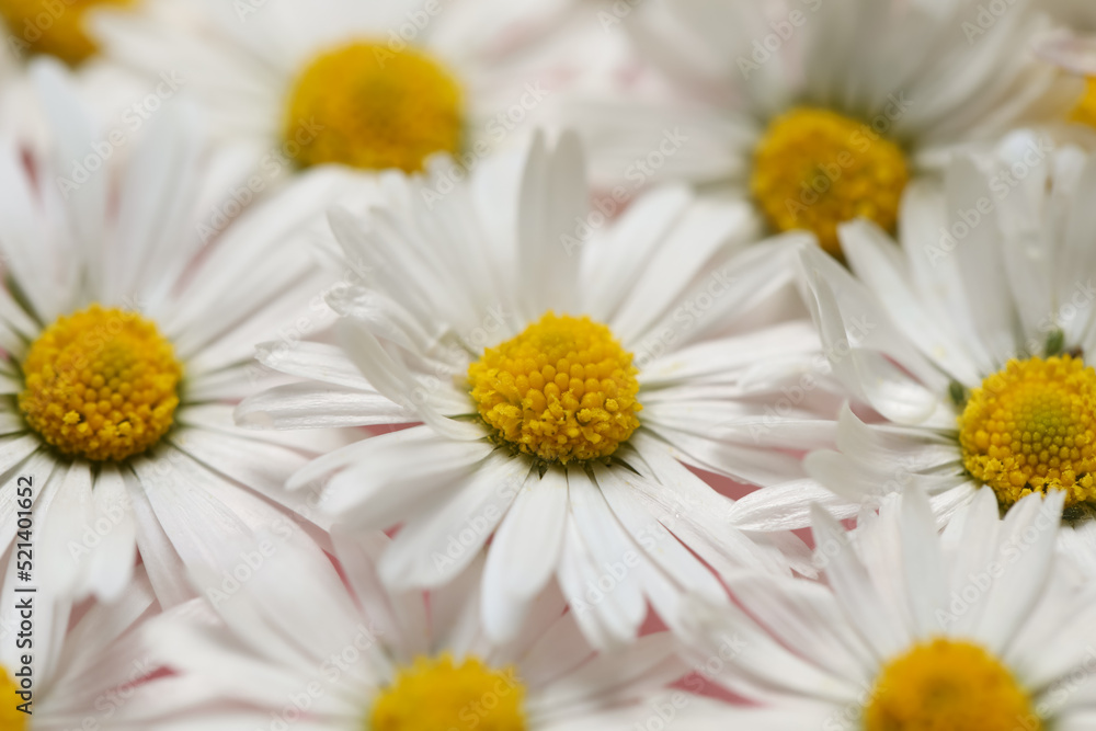 Obraz premium Closeup of many beautiful daisy flowers as background