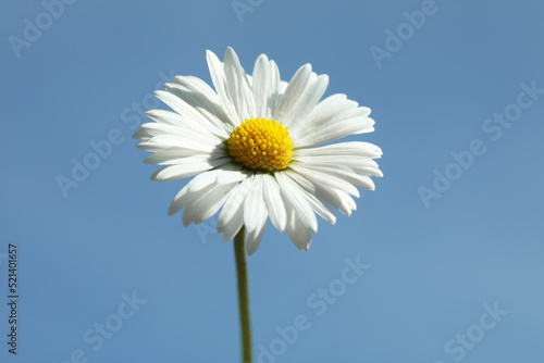 Beautiful daisy flower against blue sky outdoors  closeup view