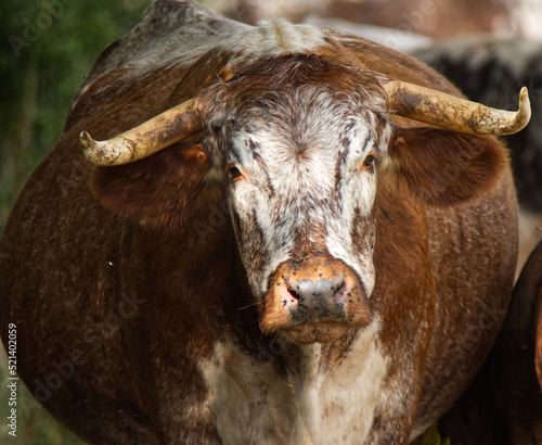 English Longhorn Cattle
