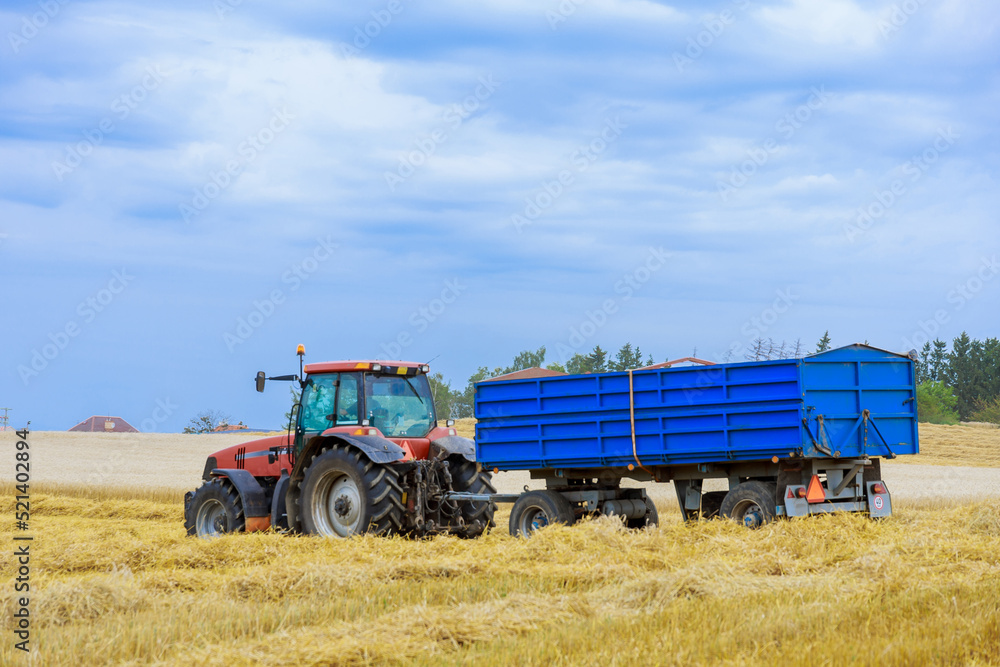 Fototapeta premium A red tractor with a blue trailer carries wheat from the field to the farm.
