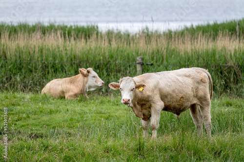 Wallpaper Mural cows at Oresund green shore, near Niva, Denmark Torontodigital.ca