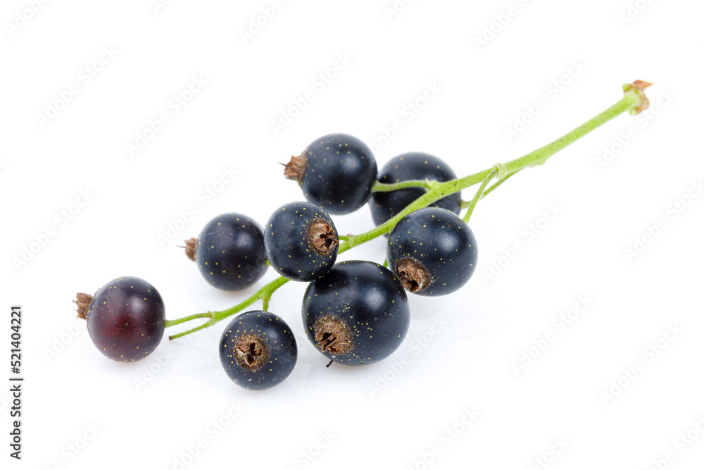 Branch of black currant on a white background, macro.