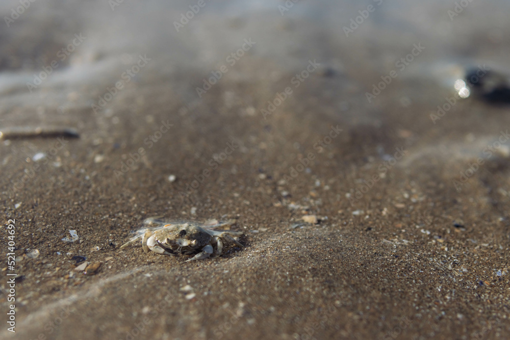small crab in the wet sand on the seashore close-up.splash for the background with a place for an inscription
