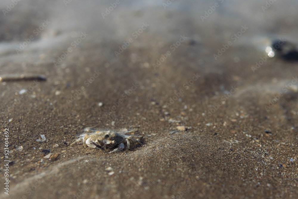 small crab in the wet sand on the seashore close-up.splash for the background with a place for an inscription small crab in the wet sand on the seashore close-up.splash for the background with a place for an inscription