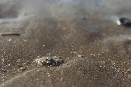 small crab in the wet sand on the seashore close-up.splash for the background with a place for an inscription