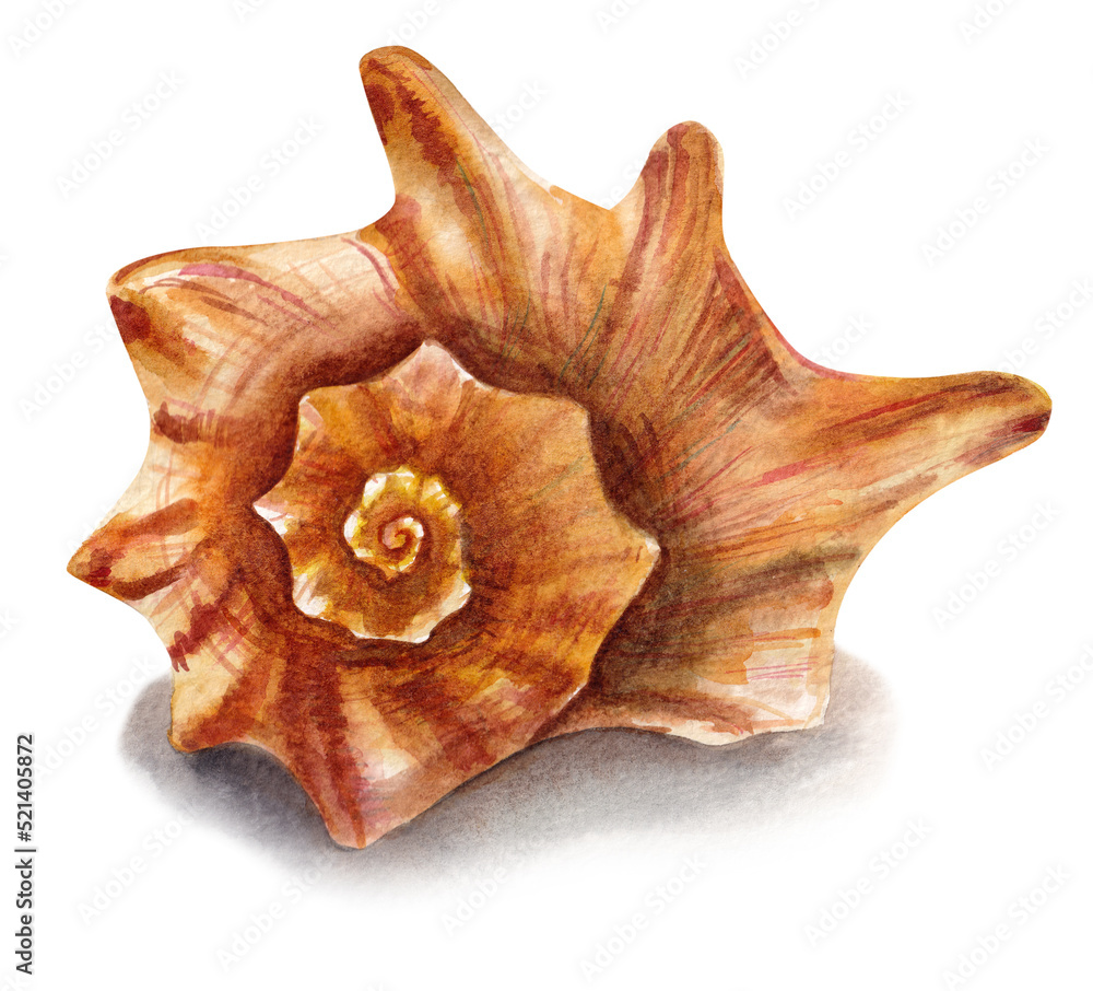 Watercolor seashell illustration isolated on white background Watercolor seashell illustration isolated on white background