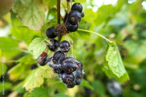 Spoiled moldy black currant berries on a bush in the garden. Bad and rotten harvest in rainy summer