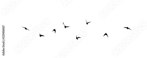 Photographie A flock of flying birds. Free birds. Vector illustration