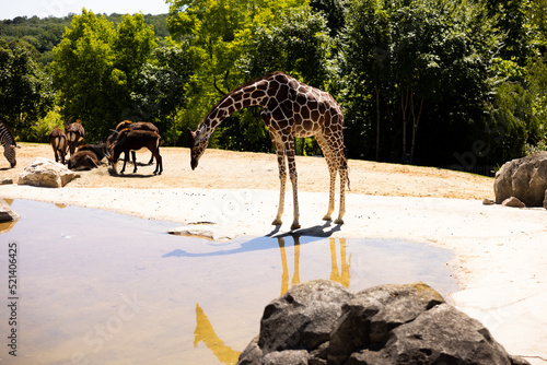 Giraffe eating in a zoo with a little calf