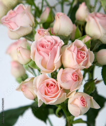 Spray delicate pink roses with buds