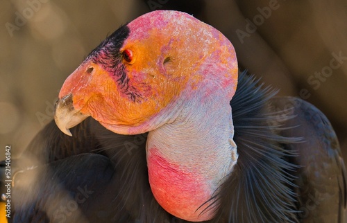 Closeup shot of California condor (Gymnogyps californianus) photo