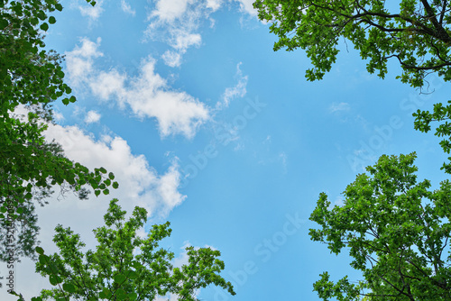 The sky through the green leaves of trees.Natural background.