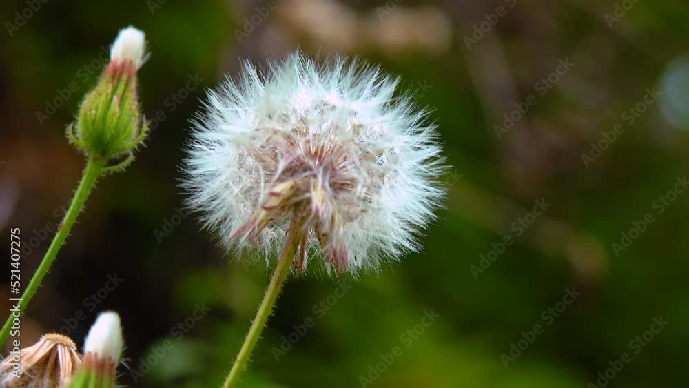 Close-up, inflorescence with seeds of a dandelion plant Close-up, inflorescence with seeds of a dandelion plant