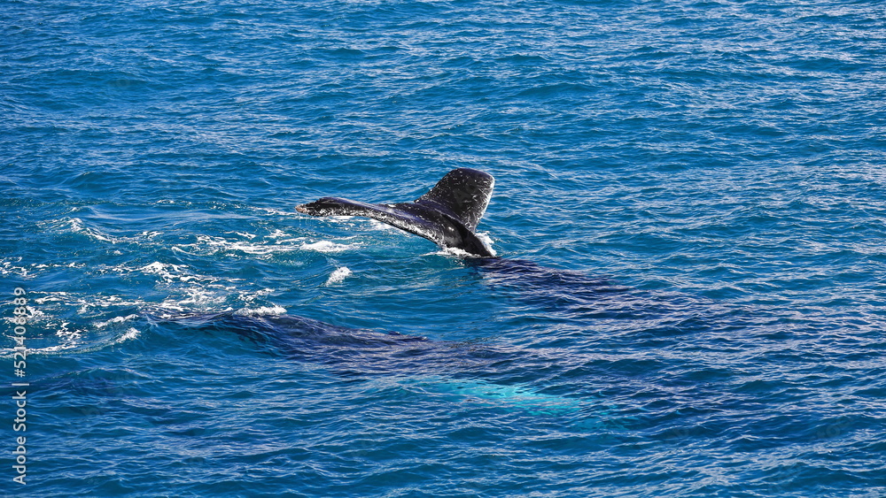 Fototapeta premium Southern humpback whales-Megaptera novaeangliae australis in Moreton Bay. Brisbane-Australia-122