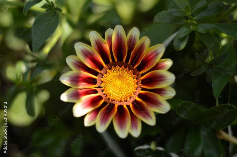 blooming treasure flowers, gazanias, in the garden close up blooming treasure flowers, gazanias, in the garden close up